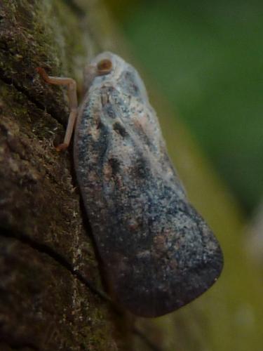 Metcalfa pruinosa
